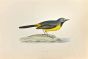 Grey Wagtail
