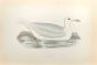 Glaucous Gull