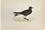 Leach's Petrel