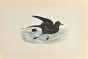 Stormy Petrel