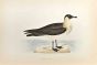 Pomerine Skua