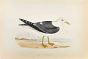 Lesser Black-Backed Gull