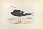 Great Black-Backed Gull