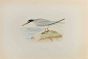 Lesser Tern