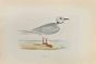 Ross's Gull