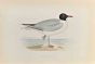 Black- Headed Gull