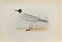 Masked Gull