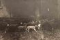 The Old Days  Photo - Herd