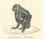 The Monkey