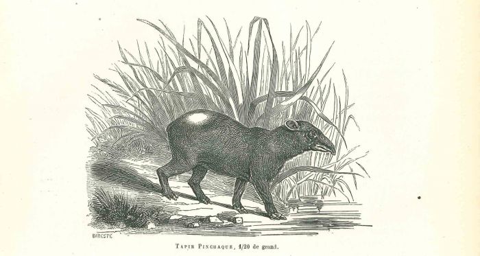 Tapir Pinchaque