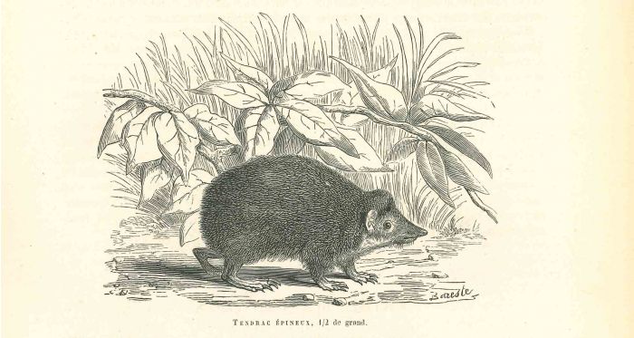 Tendrac Épineux