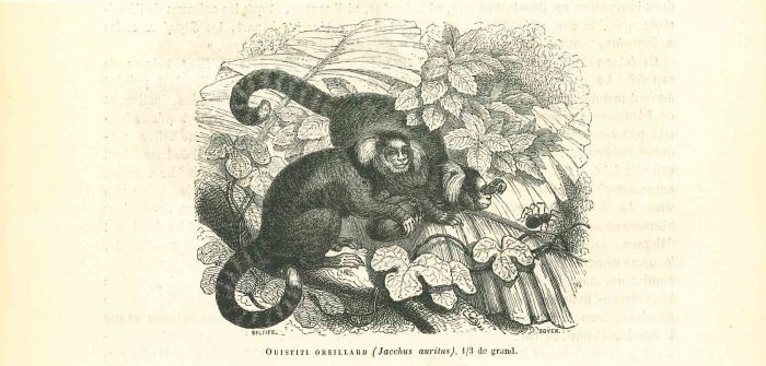 The Monkey