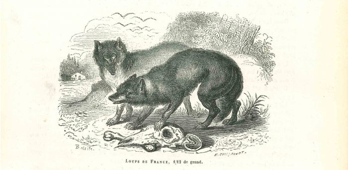 The Wolves