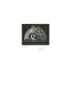 Lion in Bowl by Mario Avati - Contemporary Artwork