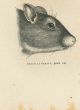 Gerbil