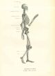 Human Anatomical Skeleton