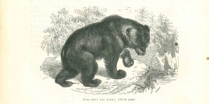 Paul Gervais - Alpine Bear - Modern Art