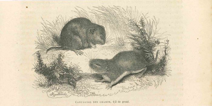 The Mouses
