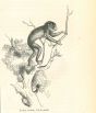 The Monkey