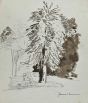 The Tree