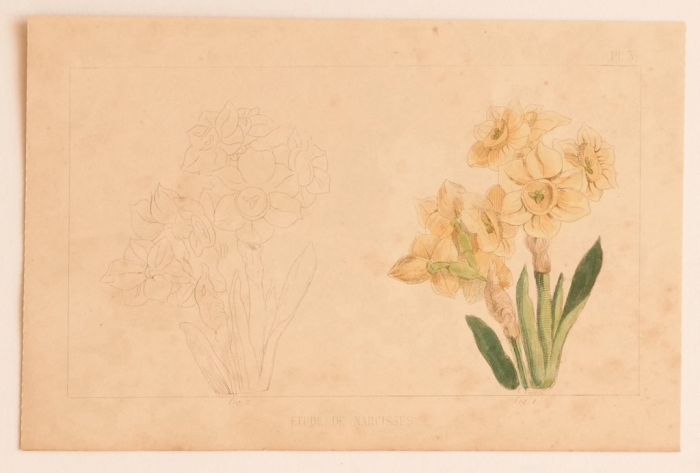 Flowers by E.Laporte - Contemporary Artwork