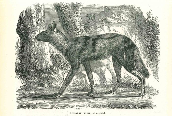 African Wild Dog