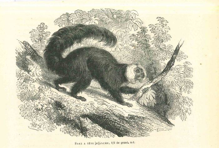 The Monkey