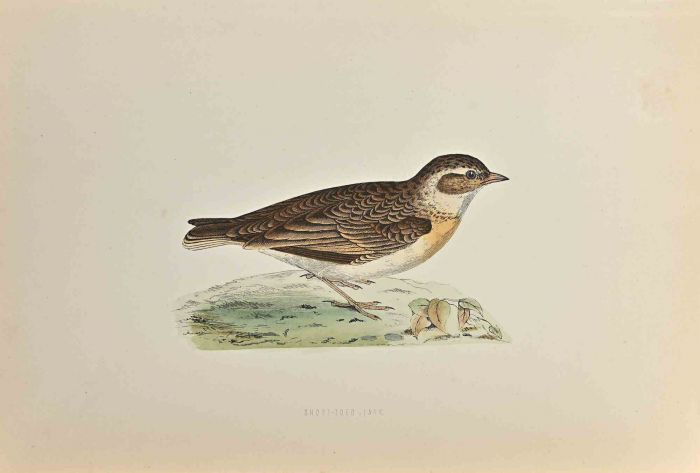 Short-Toed Lark