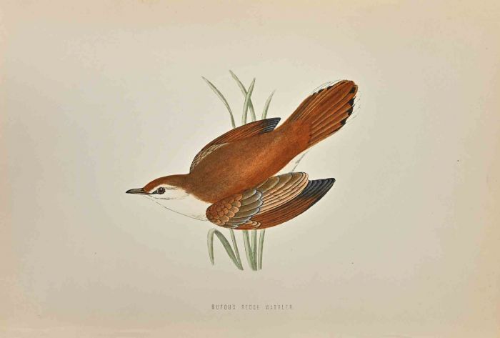 Rufous Sedge Warbler