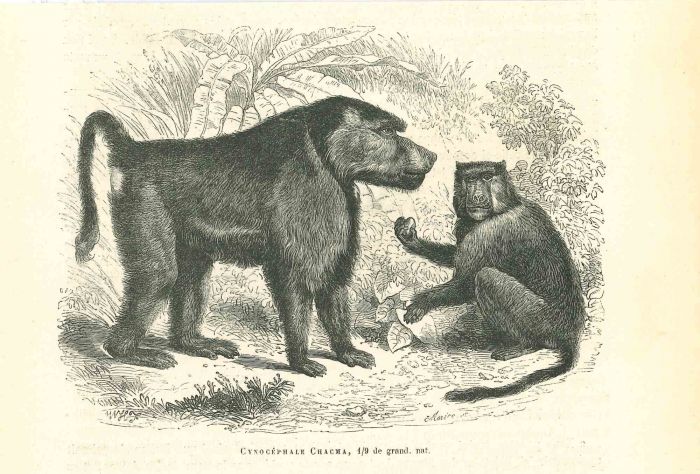 Cynocéphale Chacma