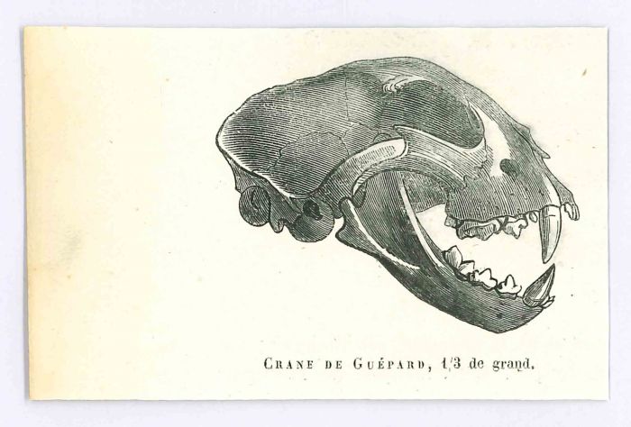 The Skull