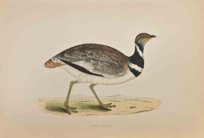 Little Bustard