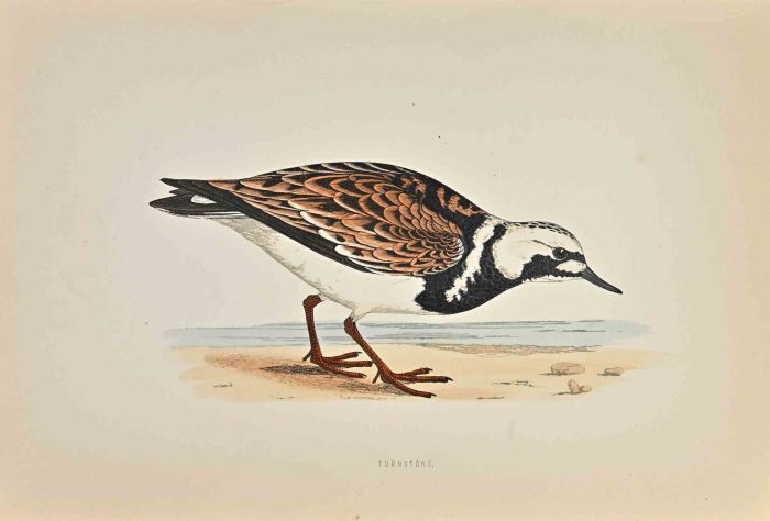 Turnstone