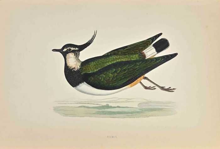 Peewit