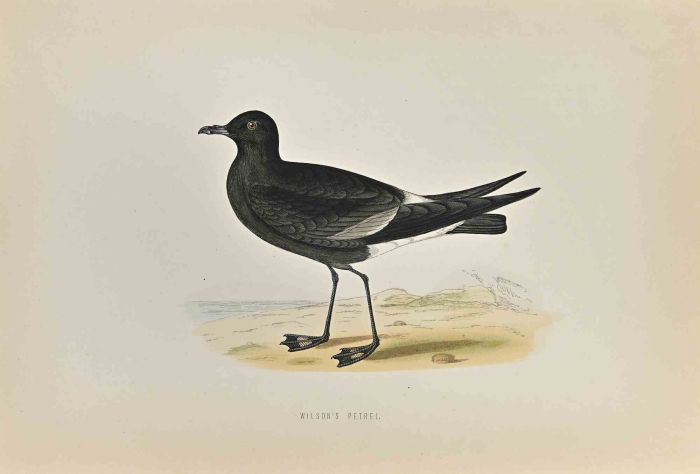 Wilson's Petrel