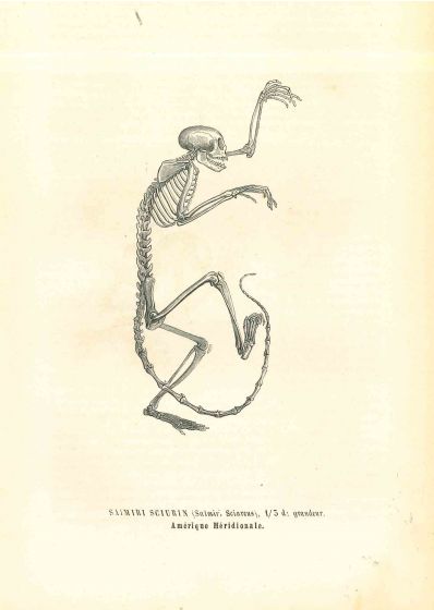 The Animal Skeleton