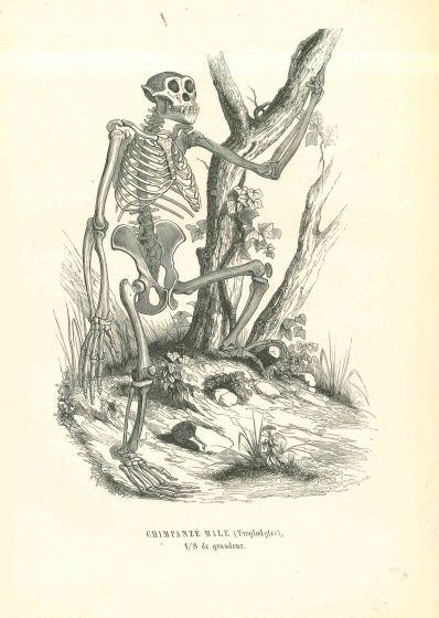 The Skeleton