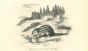 Spermophilus