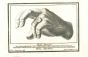 Ancient Hand of Hercolaneum - Vincenzo Campana - Old Masters