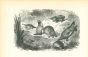 Animals On The Shore