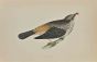 Missel Thrush
