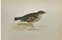 Alpine Accentor