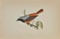 Redstart