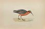 Curlew Sandpiper