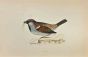 Sparrow