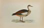Egyptian Goose