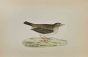 Meadow Pipit