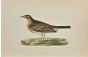 Tawny Pipit 