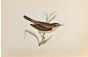 Reed Warbler