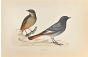 Blackstart